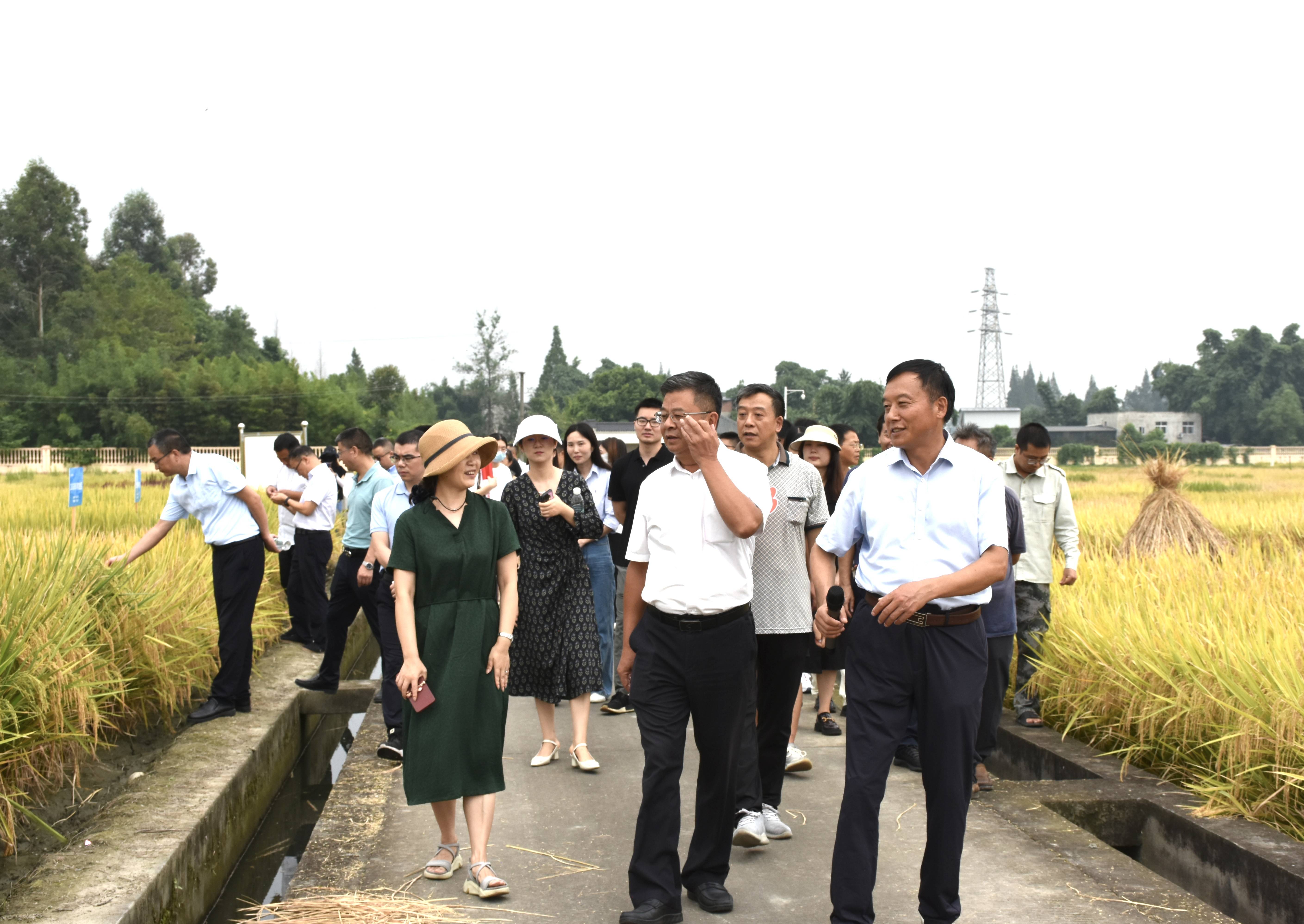 太阳集团tyc539 省农科院作物研究所联合开展水稻种业“科创+”党建活动
