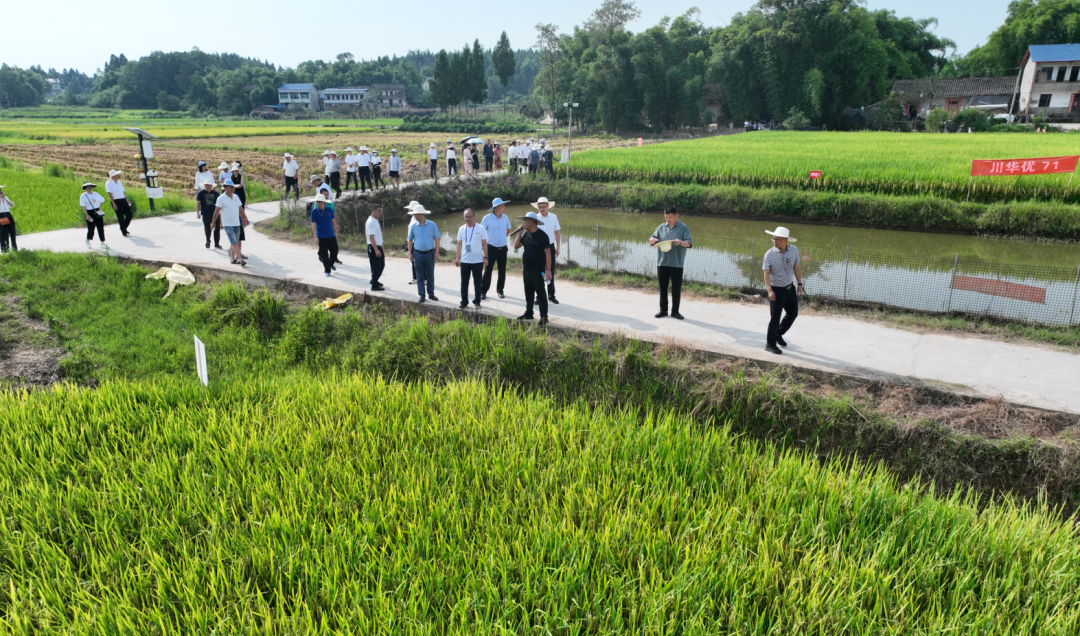 66b83cdf815d9.png “看禾选种” 推优势当家品种 助“天府粮仓”产好粮2.png