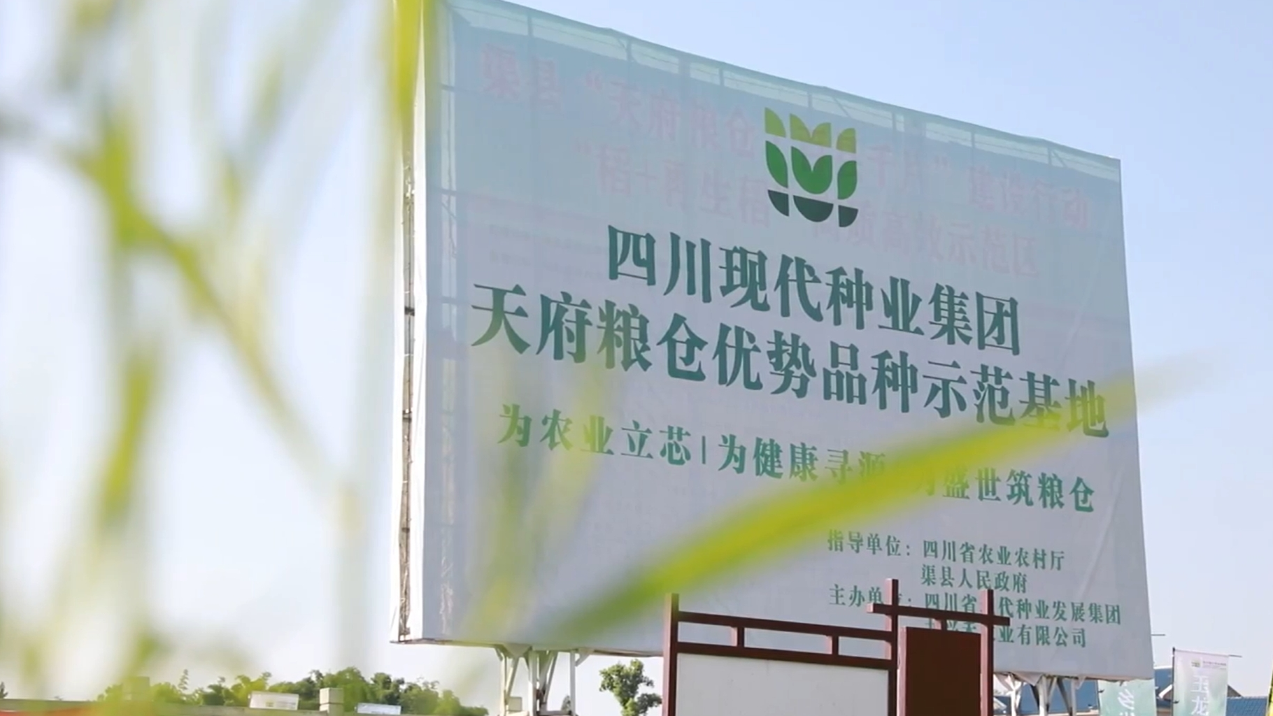 川观新闻：“天府粮仓”优势水稻品种田间汇集！选择困难症的有福了