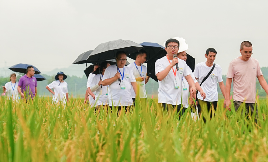 四川农村日报：好稻会“说话”！种植大户“探田”提前锁定丰收良种
