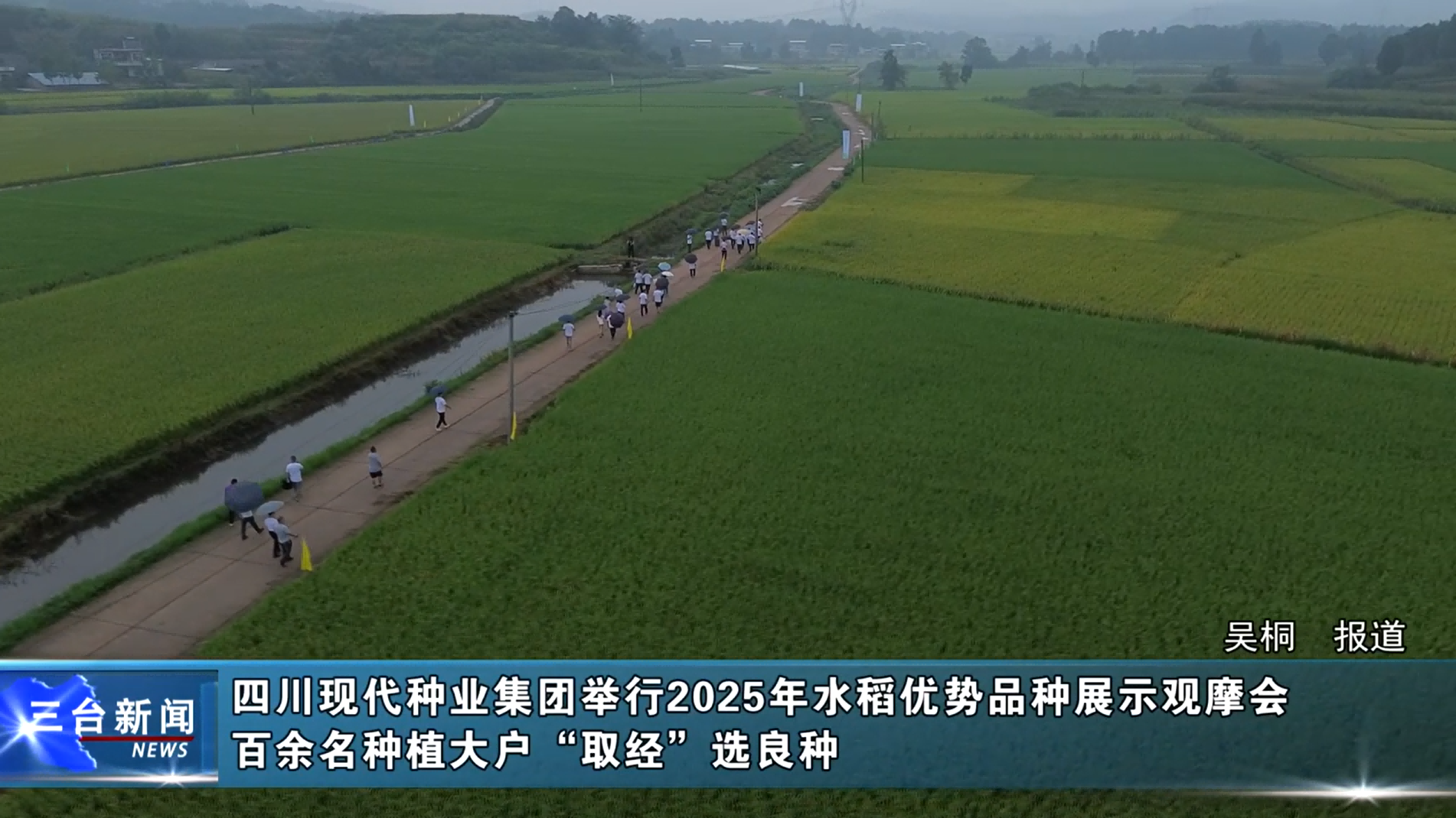 三台融媒：太阳集团tyc539举行2025年水稻优势品种展示观摩会 百余名种植大户“取经”选良种