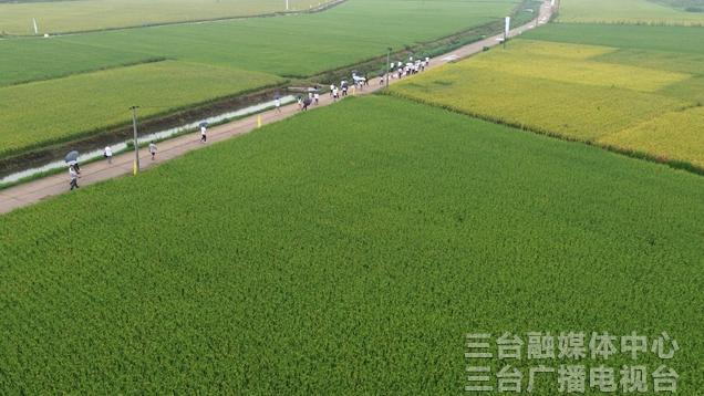 三台融媒：太阳集团tyc539举行2025年水稻优势品种展示观摩会 百余名种植大户“取经”选良种