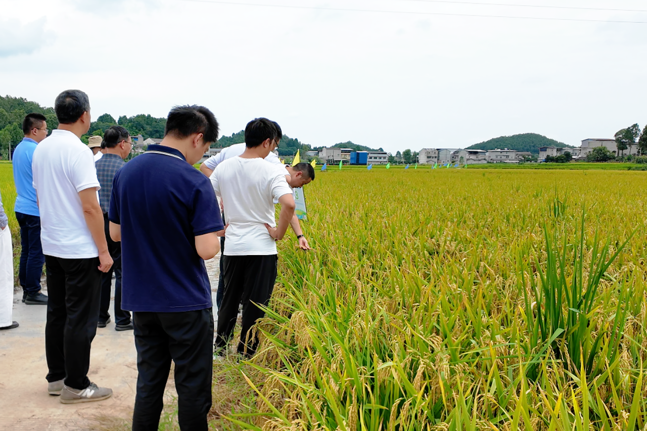 68c29c411bb16.png 9月9日,德阳什邡市水稻新品种新技术观摩现场(贺珺箐拍摄).png