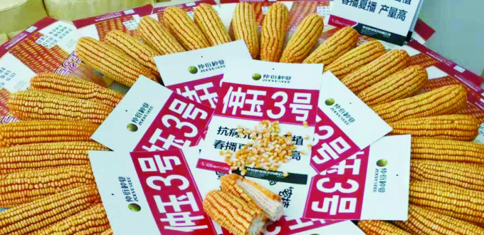 仲玉3号