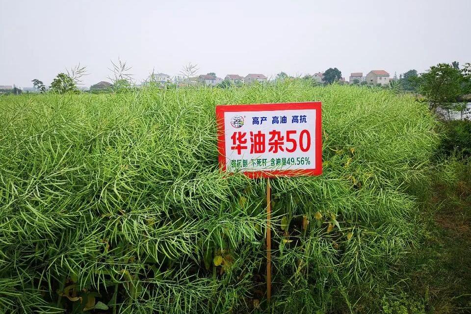 华油杂50pic.jpg